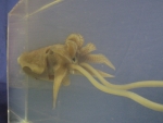 Foto Galerie/Cephalopoda/Sepia officinalis_01_SS.jpg
